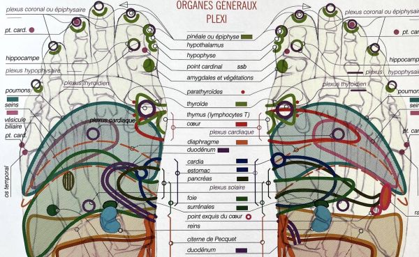 Réflexologie crânio-sacrée, méthode Dresse Martine Faure-Alderson